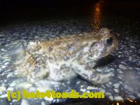 /home//u458753944/public_html/sourcegallery///Roxborough Toad Detour/2013-2019/2014/2014-04-07/P1140923.JPG